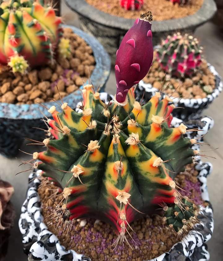 Cactus