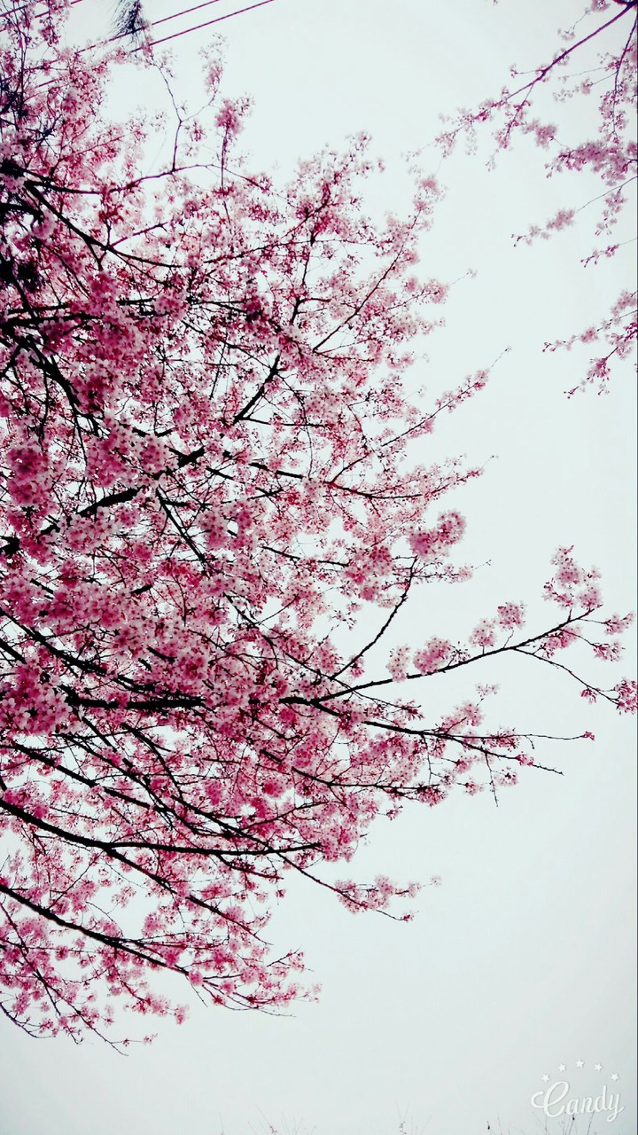 cherey blossoms