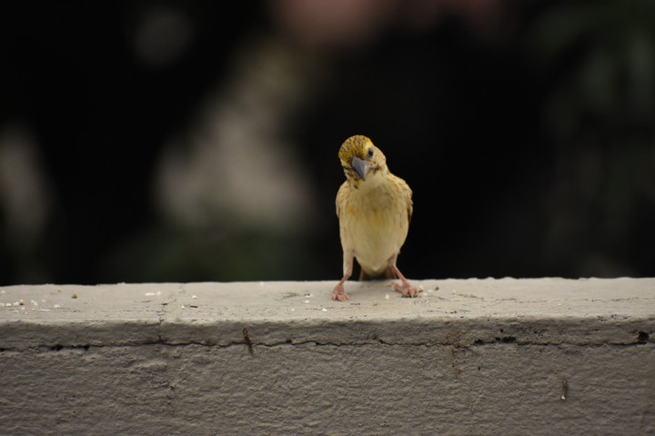 Birds
