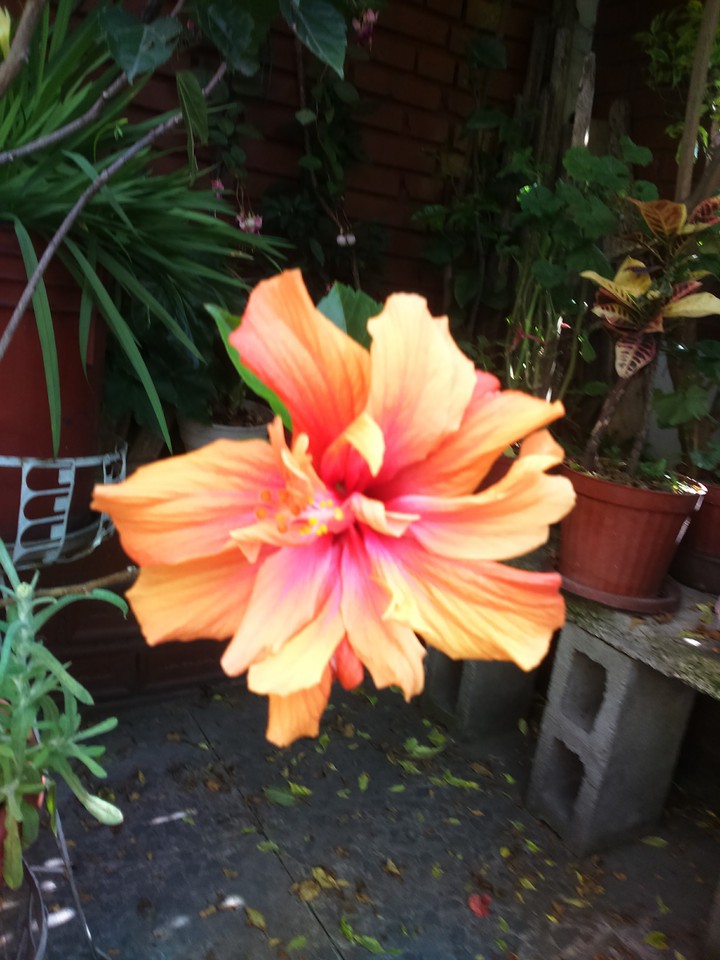 Flor de cayeno