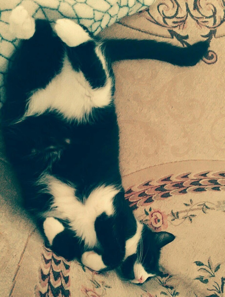 Любимая кошка
