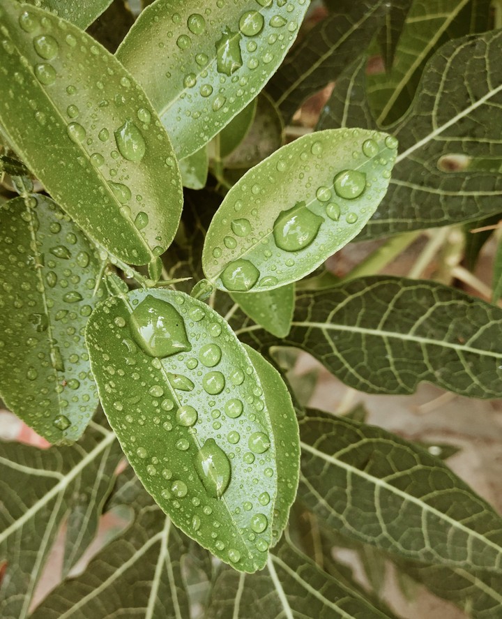 dew drops