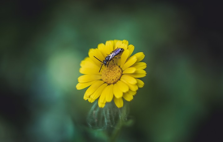 Wasp on flower