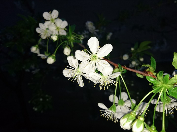Cherry Blossom