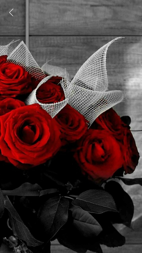 Red Rose