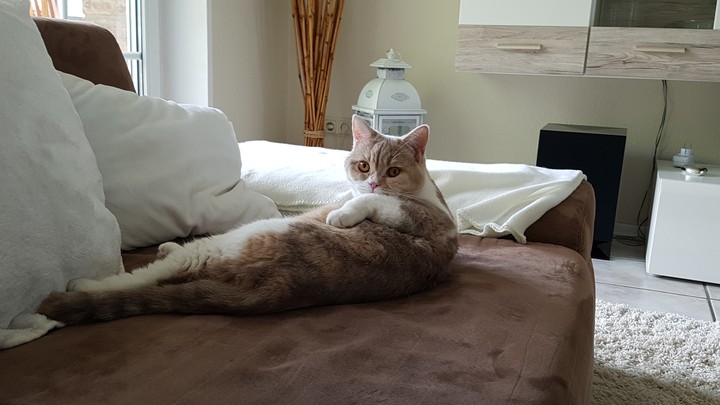 Katze
