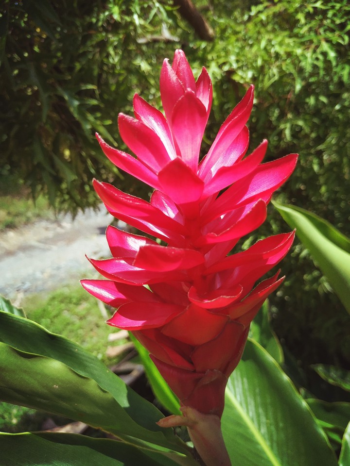 Vietnam Flower