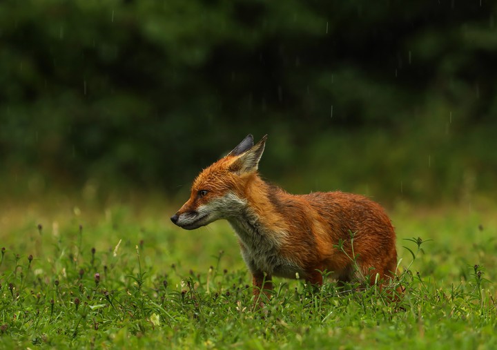 fox