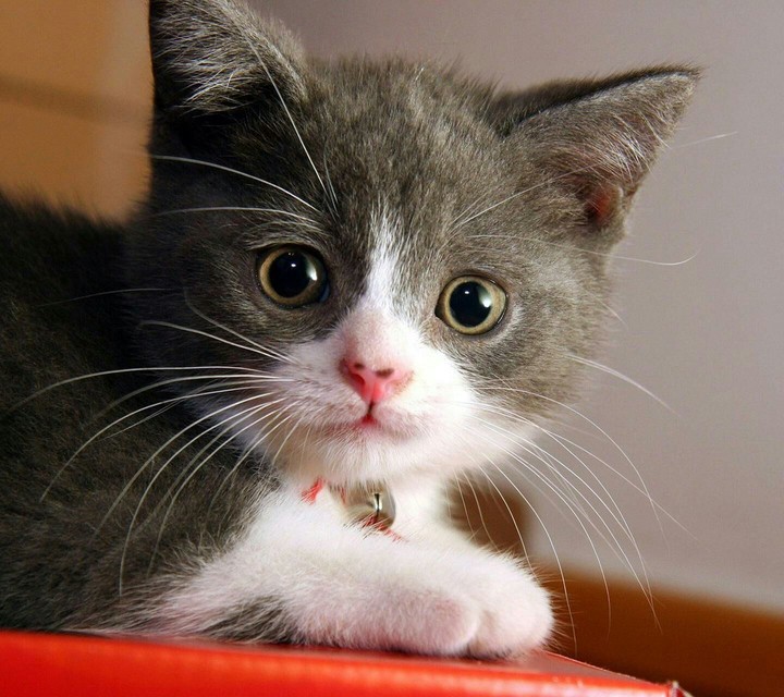 cute kitty