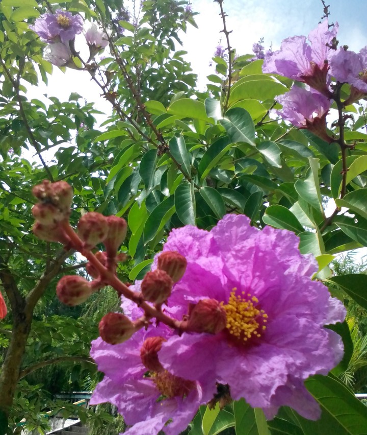 Hoa bằng lăng - Giant Crape-myrtle