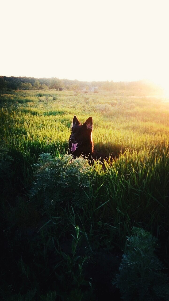 Dark, my dog