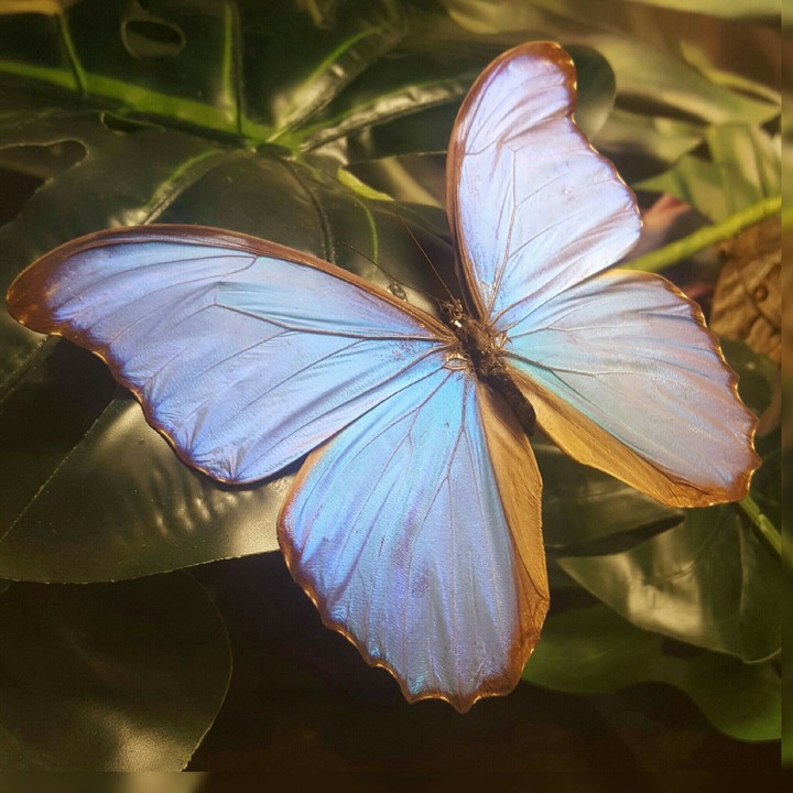 butterfly