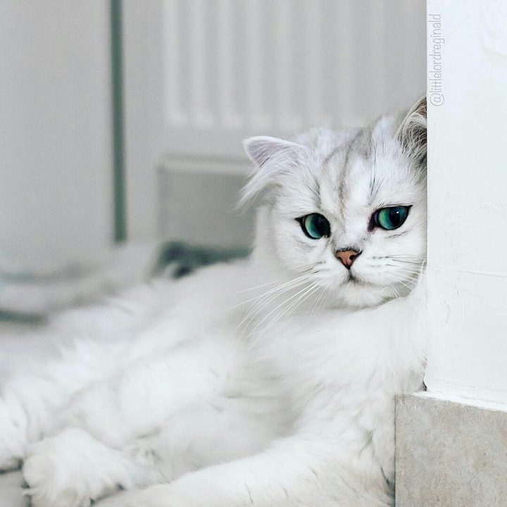 white cat