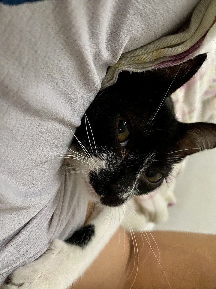 panqueca