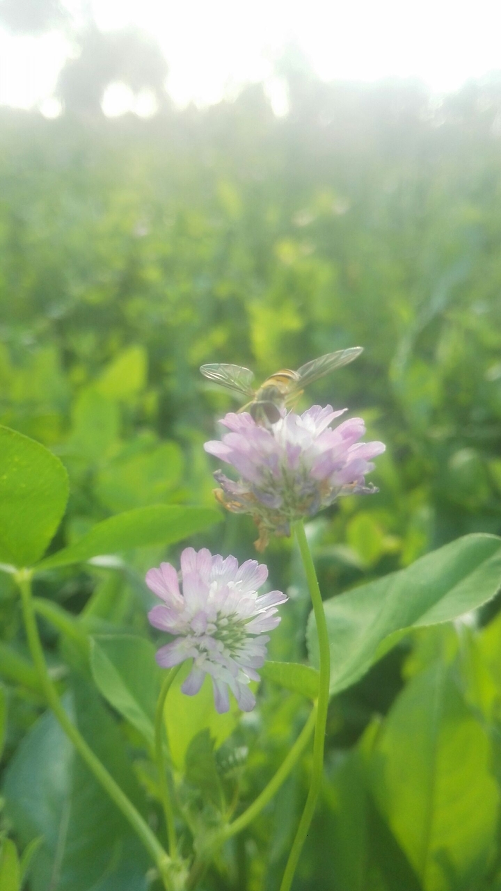 Insect on Flower