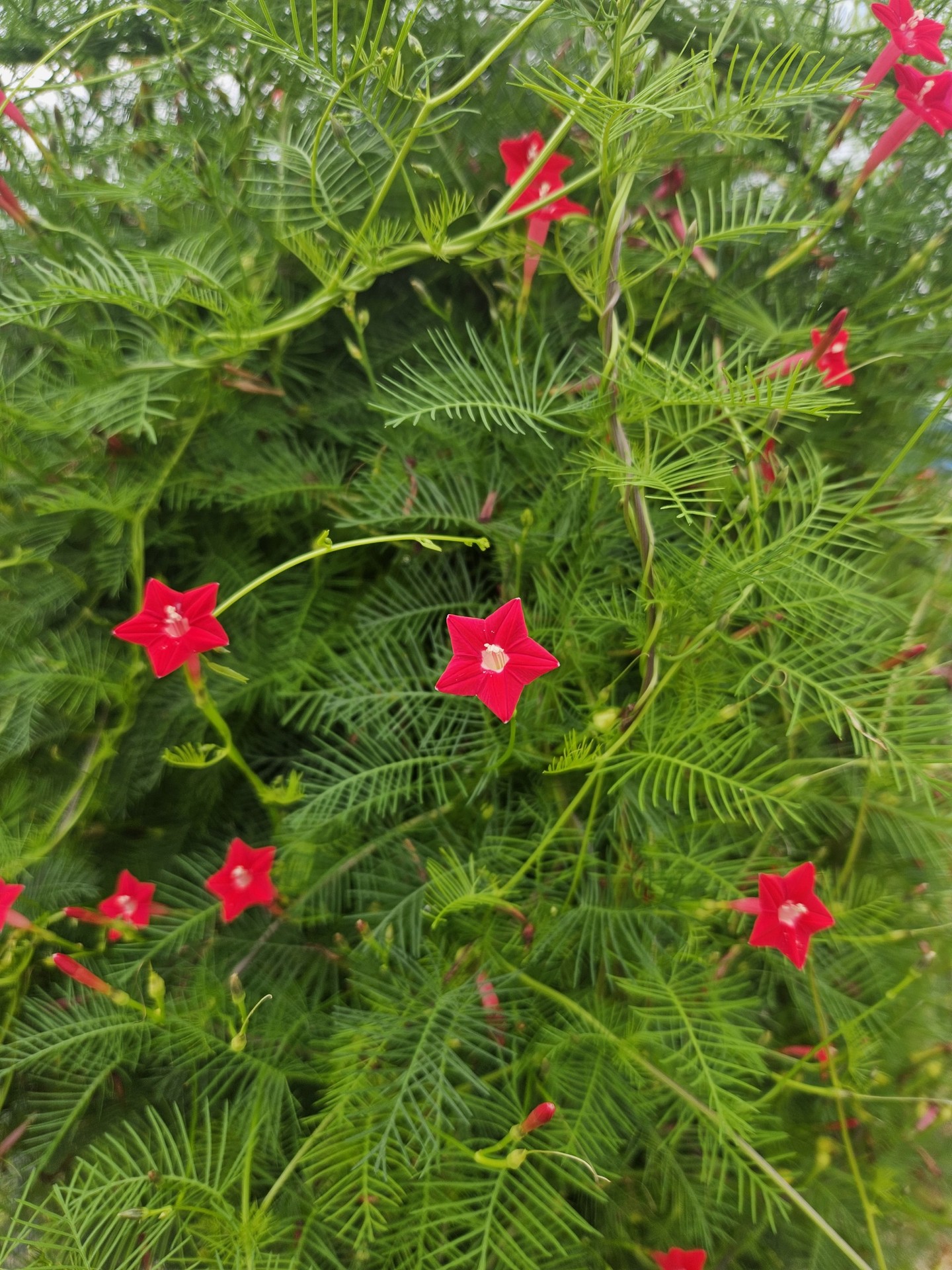 evergreen, lobelias duvar kağıtları