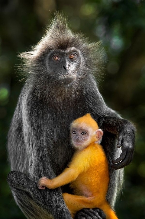 raça animais silvestres