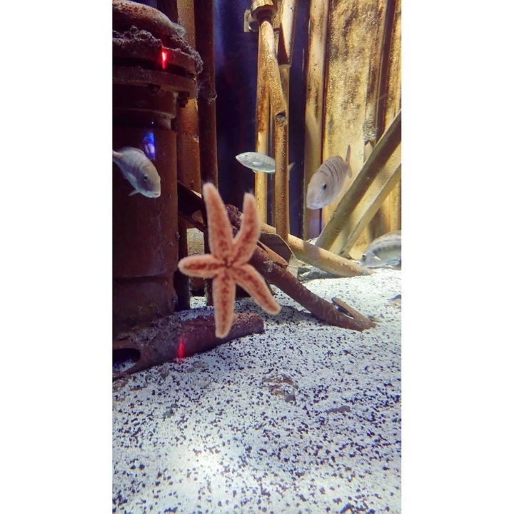 aquarium