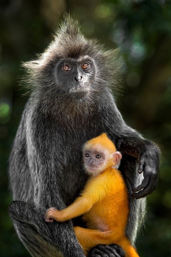 raça animais silvestres