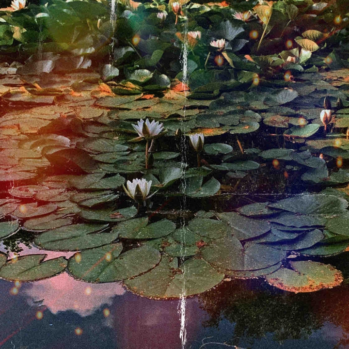 water-lily