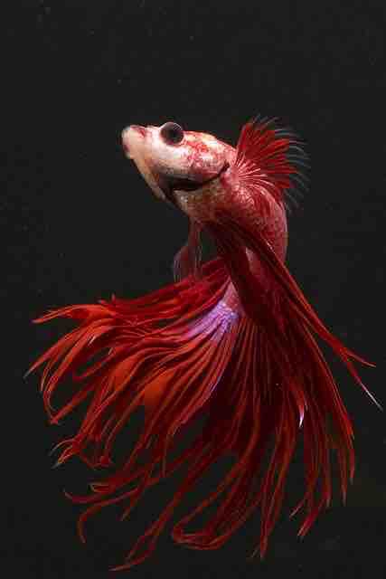 poisson