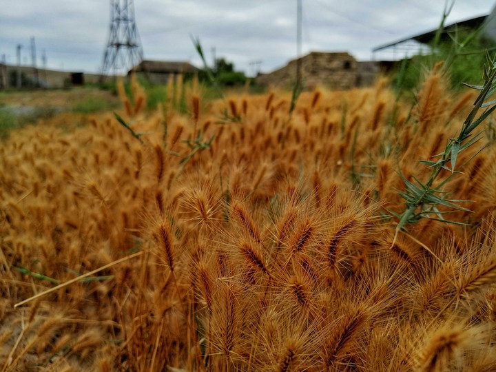 Wild Wheat
