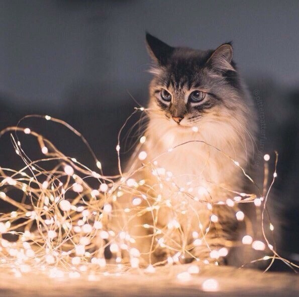 The cat