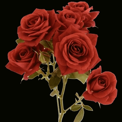 Manoj
