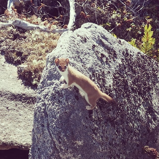 Ermine