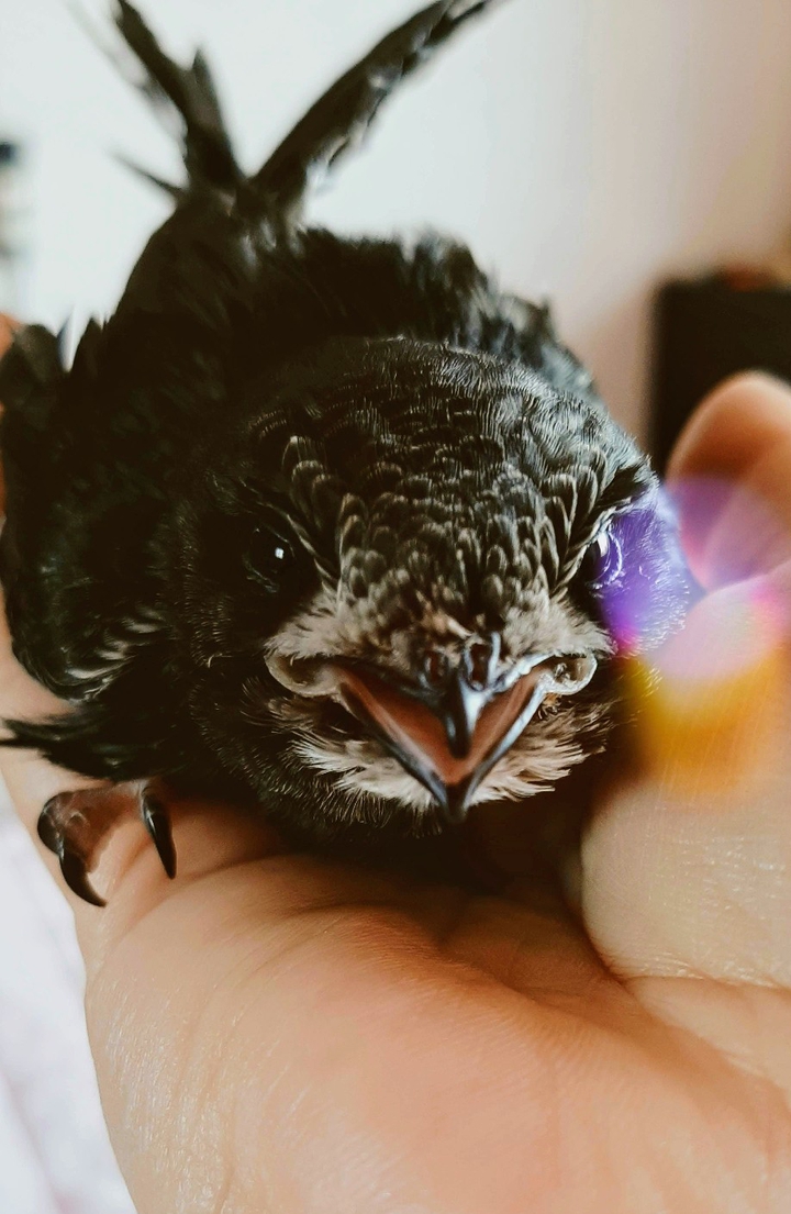birds