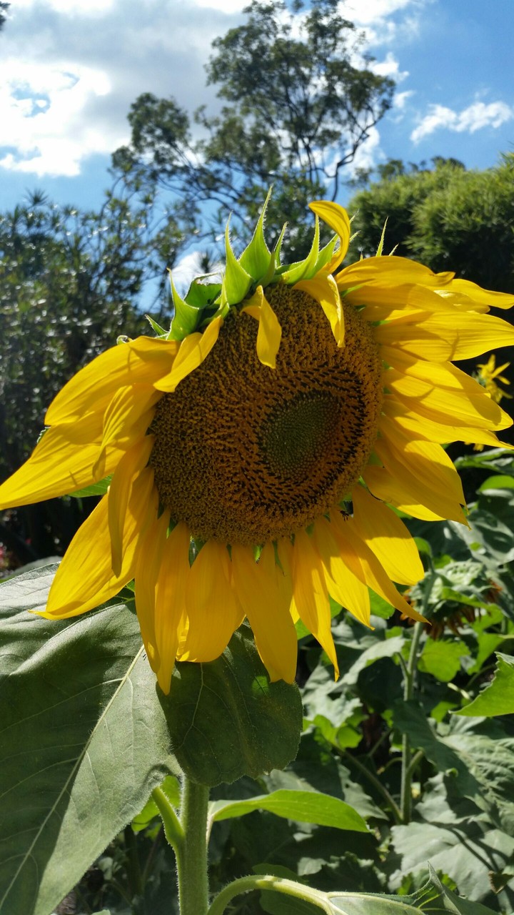 sunflower