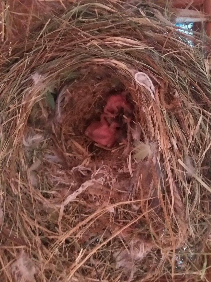 Nest