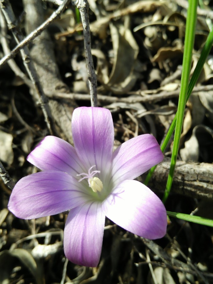 fleur