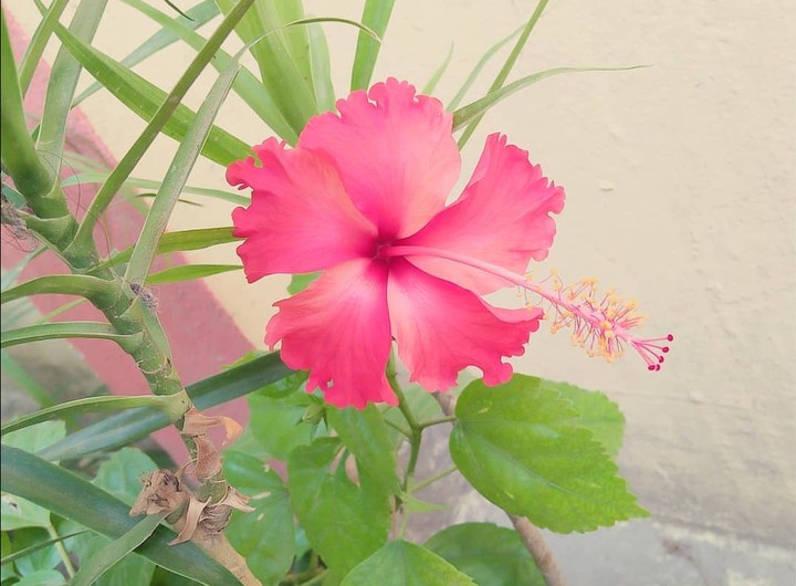 flower