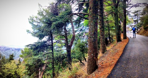 Road mountain . Blida . Algeria
