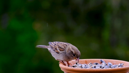 sparrow
