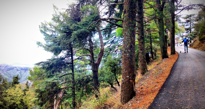Road mountain . Blida . Algeria