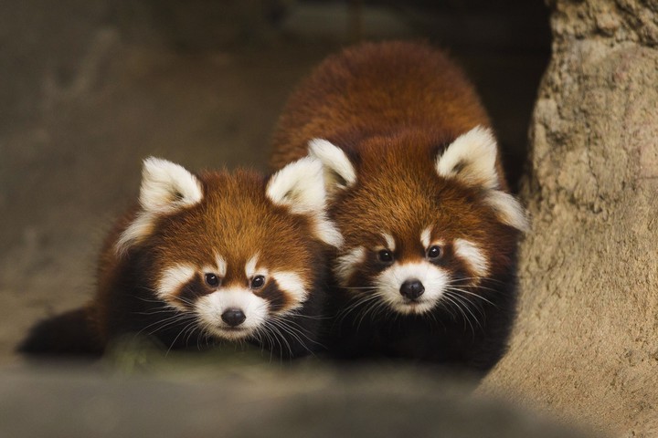 racoon