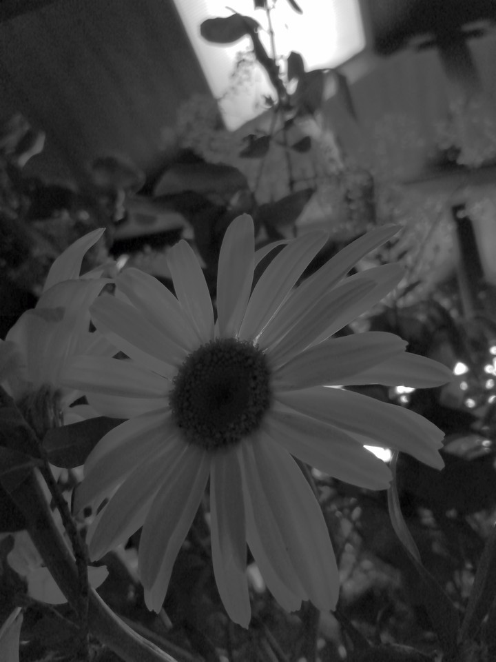 flor