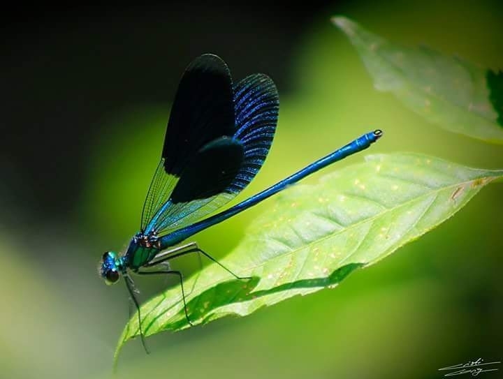 Blue Dragonfly