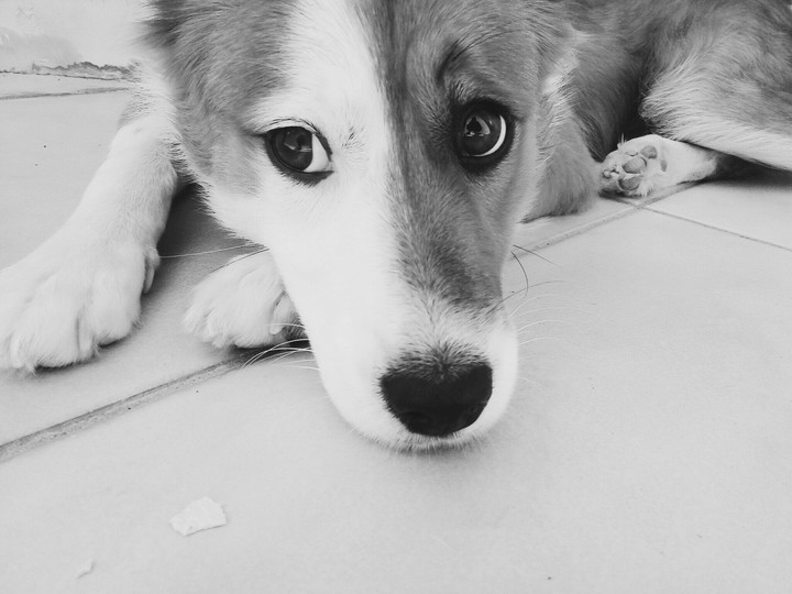 Dog