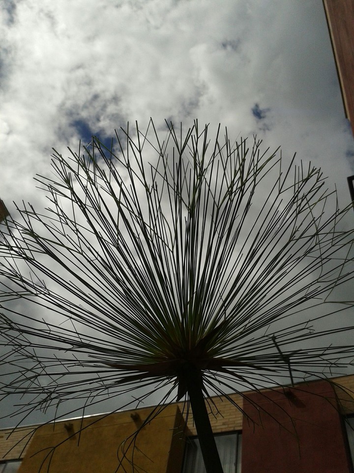 PLANT