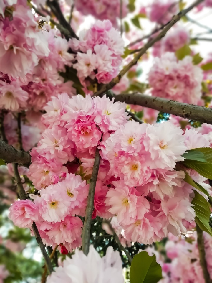 spring