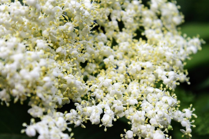 flowering of elderberry