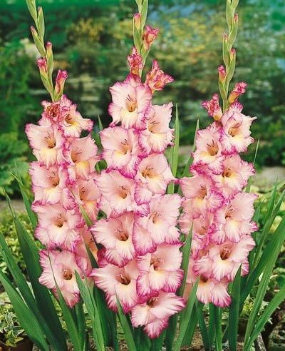 Gladiolus