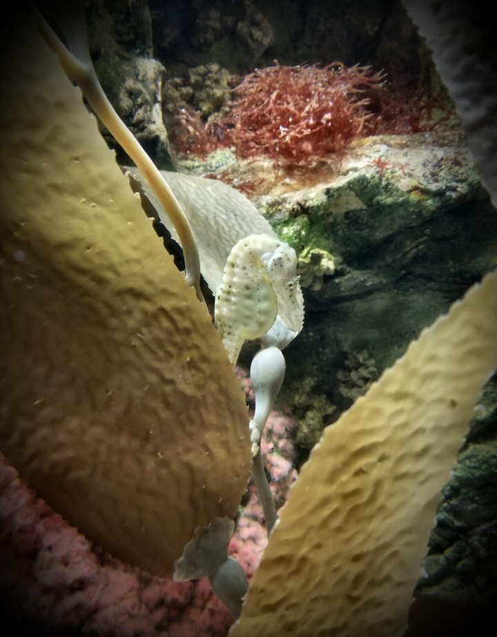 Mr Seahorse
