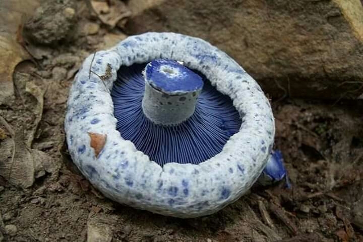 Blue mushrooms