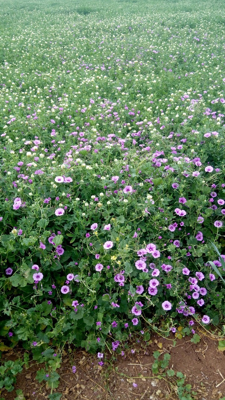 flowers