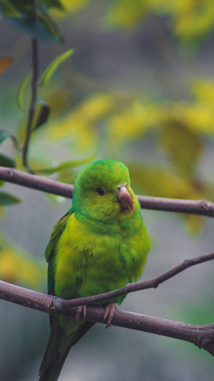 love birds