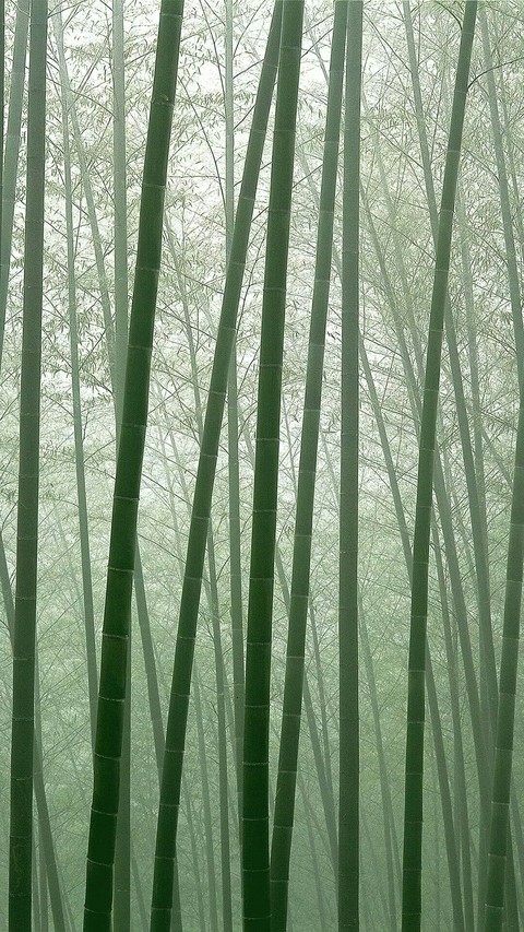 bamboo forest